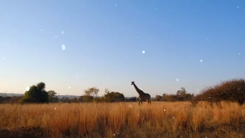 Giraffe Eating Leaves from Tree Top with Sparkling Particles Stock Footage 330234539