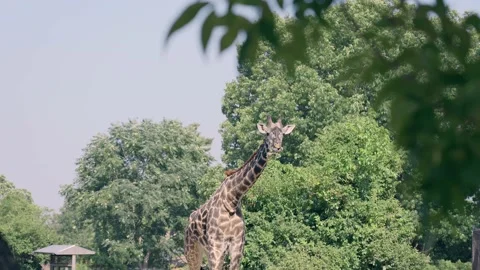 Giraffe eating leaves while looking at camera Stock Footage 228318399