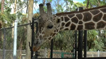 Giraffe Eating Lettuce Leaf Stock Footage 85640998