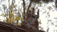 Giraffe Eating Licking Head Detail Shot Stock Footage