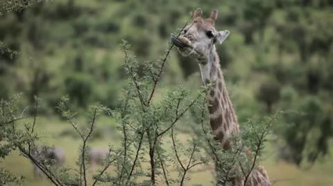 Giraffe Eating Lunch! Vídeos de archivo 10310432