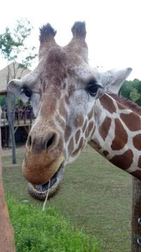 Giraffe eating lunch Stock Photos