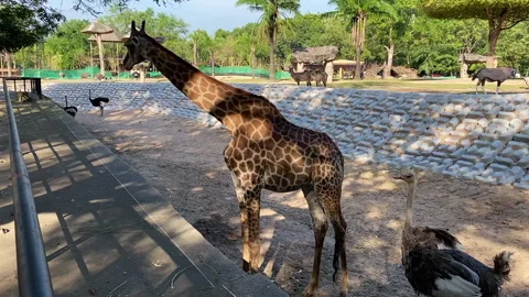 Giraffe eating in the open zoo Video stock 251267871