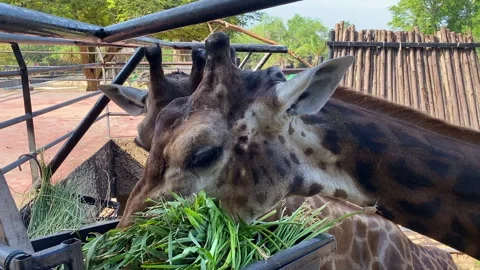 Giraffe eating in the open zoo Stock Footage 251268488