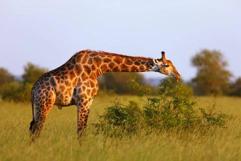 Giraffe eating Foto stock