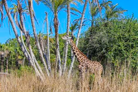 Giraffe eating Stock Photos
