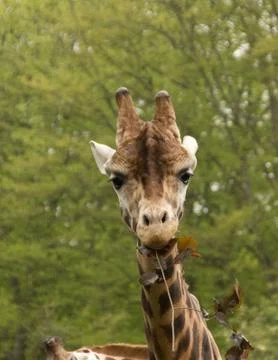 Giraffe eating Stock Photos