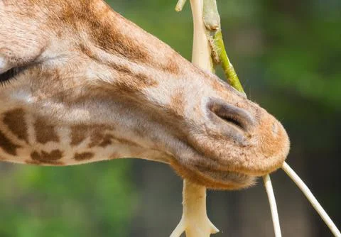 Giraffe eating Stock Photos