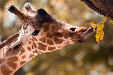 Giraffe Eating Stock Photos