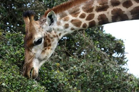 Giraffe Eating Stock Photos