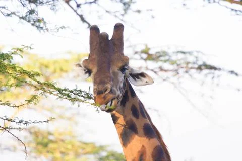 Giraffe Eating Stock Photos