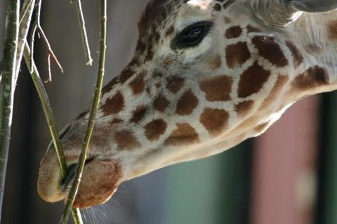 Giraffe Eating Stock Photos