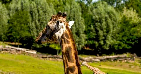 Giraffe eating Stock-Fotos
