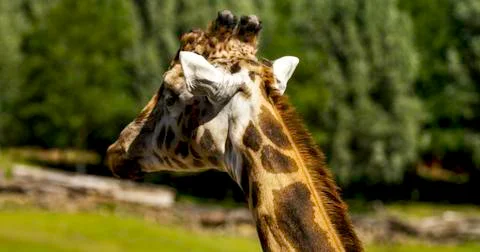 Giraffe eating Stock-Fotos