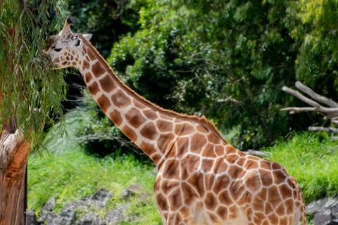 Giraffe is eating Stock Photos