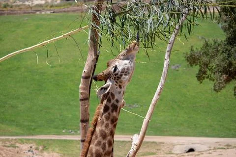 GIRAFFE EATING Stock Photos