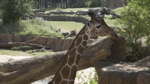 Giraffe eating plant life in the shade at the zoo Stock Footage
