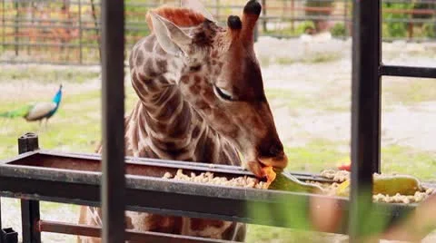 Giraffe eating pumpkin Stock Footage 8953168