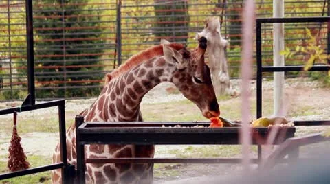 Giraffe eating pumpkin sequence Stock Footage 8955832