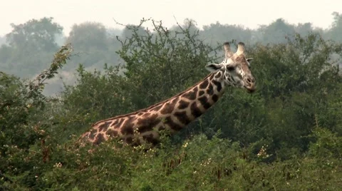 A giraffe eating some leafs in a forest in the Akagera national park. Stock Footage 47849110