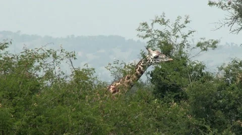 A giraffe eating some leafs in a forest in the Akagera national park. Stock Footage 47849210