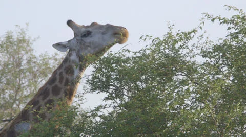 Giraffe eating from a tall tree Stock Footage 25444690