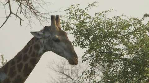 Giraffe eating from a tall tree. Stock Footage 25461365