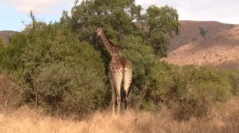 Giraffe eating from a Tree Stock Footage 2139233