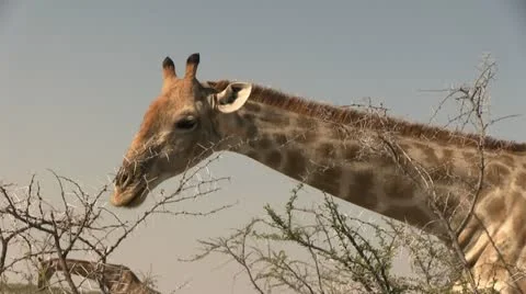 Giraffe eating from tree Stock Footage 12128463