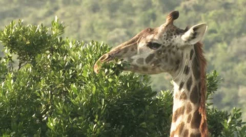 Giraffe eating from a tree Stock-Footage 22323437