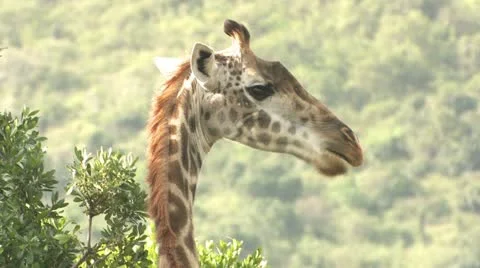 Giraffe eating from a tree Stock Footage 22323447