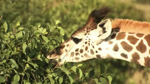 Giraffe eating from a tree Stock Footage 22323778