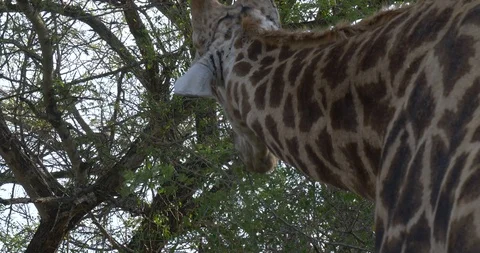 Giraffe eating off a tree Stock Footage 90537072