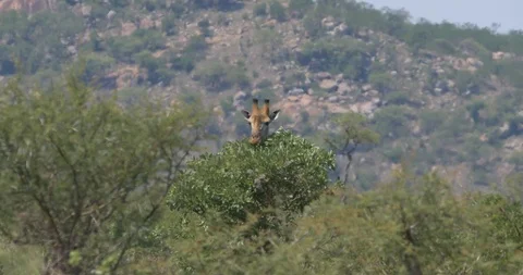 Giraffe eating off a tree Stock Footage 90537099