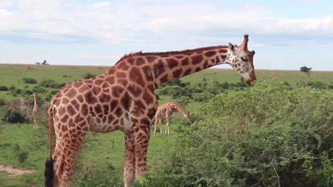 Giraffe eating from a tree 動画素材 180598679