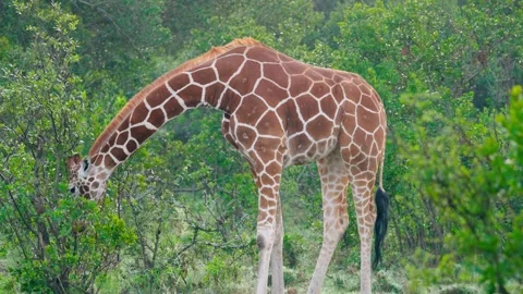 Giraffe Eating A Tree Stock Footage 305124549