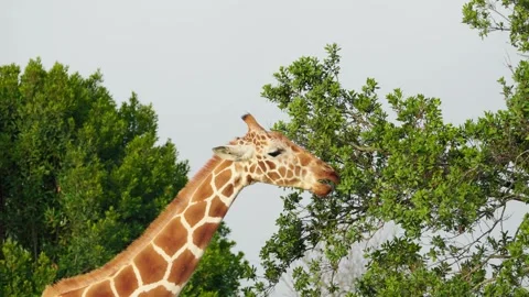 Giraffe Eating A Tree Stock Footage 305124551
