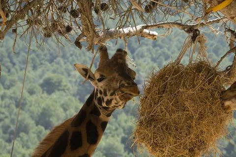 Giraffe eating from a tree looking at the camera Stock Photos
