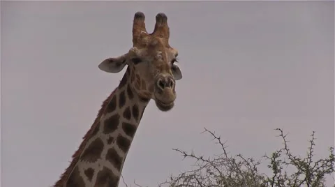 Giraffe eating a tree, Namibia 库存影片 57383064