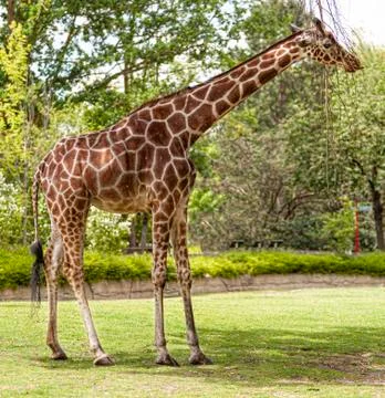 Giraffe is eating from a tree Stock Photos