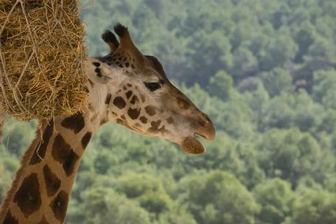 Giraffe eating from a tree Stock Photos