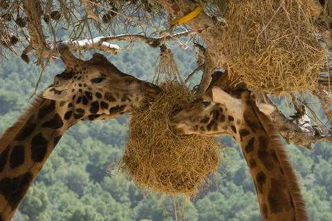 Giraffe eating from a tree Stock Photos