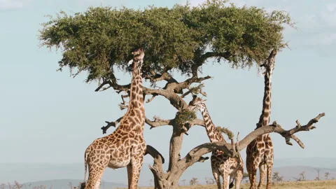 Giraffe Eating the Tree in the Savannah Stock Footage 270223071