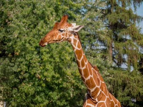 Giraffe eating trees Stock Photos