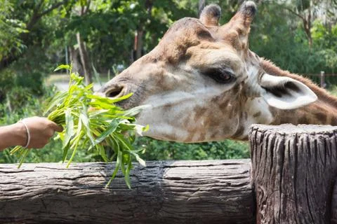 Giraffe of eating vegetables Stock Photos