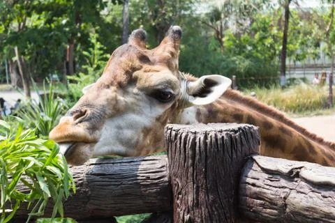 Giraffe of eating vegetables Stock Photos