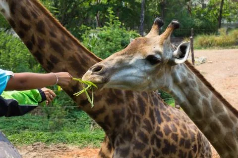 Giraffe of eating vegetables Stock Photos