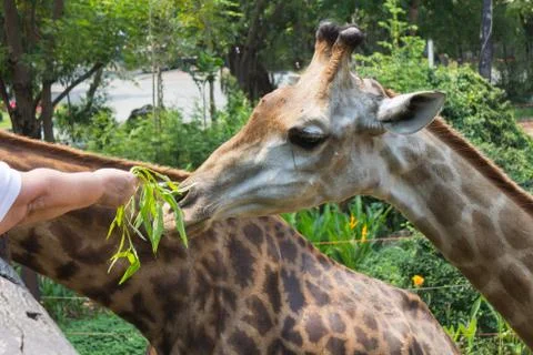 Giraffe of eating vegetables Stock Photos