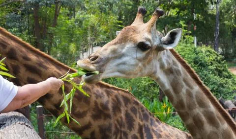 Giraffe of eating vegetables Stock Photos