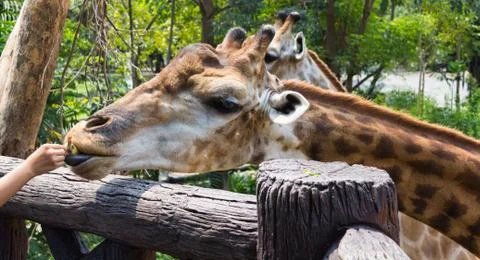 Giraffe of eating vegetables Stock Photos